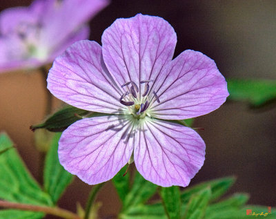 Wild Geranium or Spotted Cranesbill (DSPF0212)