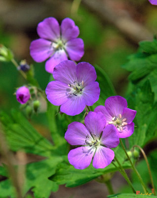 Wild Geranium or Spotted Cranesbill (DSPF0215)