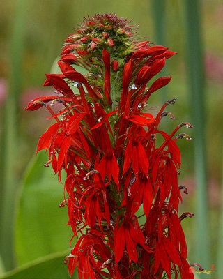 Cardinal Flower (DSMF0027)