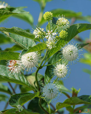 Common Buttonbush, Buttonbush, Button-willow or Honey-bells (Cephalanthus occidentalis) (DFL0901)