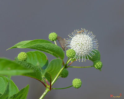 Common Buttonbush, Buttonbush, Button-willow or Honey-bells (Cephalanthus occidentalis) (DFL0902)
