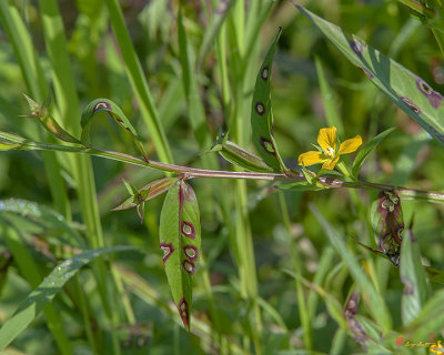 Willow Primrose or Wingleaf Primrose-willow Flower and Seed Pods (Ludwigia decurrens) (DFL0905)