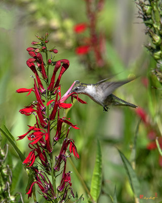 Female Ruby-throated Hummingbird (Archilochus colubris) (DSB0322)