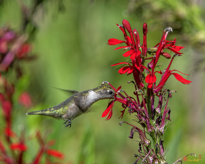 Female Ruby-throated Hummingbird (Archilochus colubris) (DSB0324)