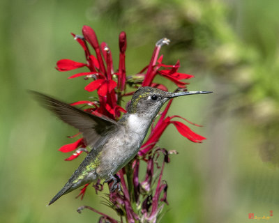 Female Ruby-throated Hummingbird (Archilochus colubris) (DSB0325)