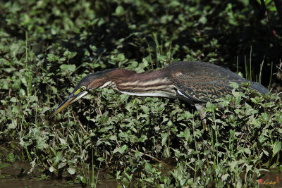 Green Heron (Butorides virescens) (DMSB0145)