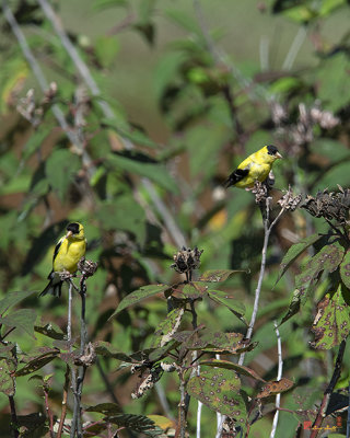 American Goldfinches (Carduelis tristis) (DSB0329)