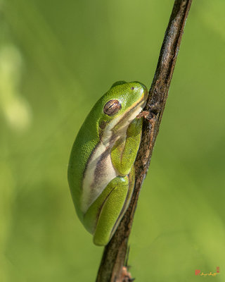 American Green Tree Frog (Hyla cinerea) (DAR034)