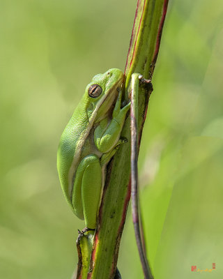 American Green Tree Frog (Hyla cinerea) (DAR035)