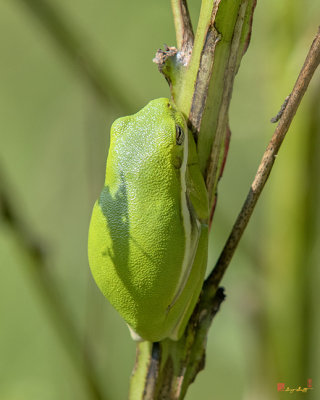 American Green Tree Frog (Hyla cinerea) (DAR036)