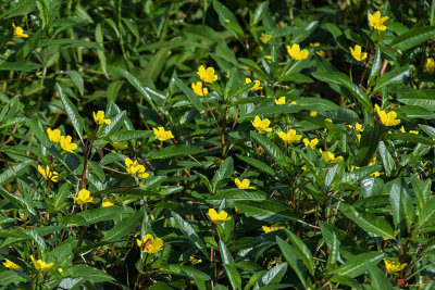 Creeping Primrose-willow (Ludwigia repens or Jussiaea repens) (DFL0911)