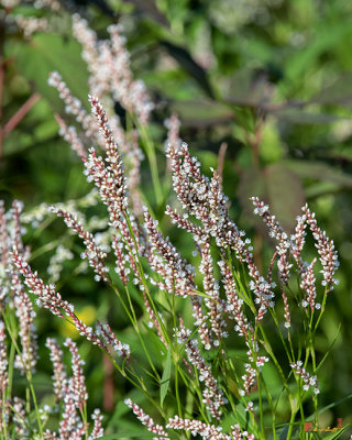 Dense-flowered Smartweed (Persicaria glabra) (DFL0912)