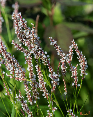 Dense-flowered Smartweed (Persicaria glabra) (DFL0913)