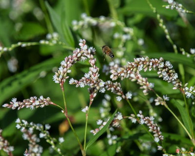 Dense-flowered Smartweed (Persicaria glabra) (DFL0916)
