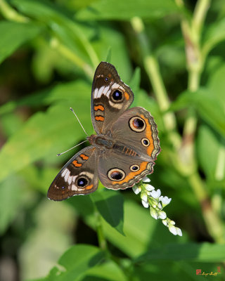 Common Buckeye Butterflies