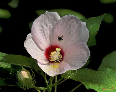 Crimson-eyed Rosemallow with Bumblebee (Hibiscus moscheutos) (DSMF0149)
