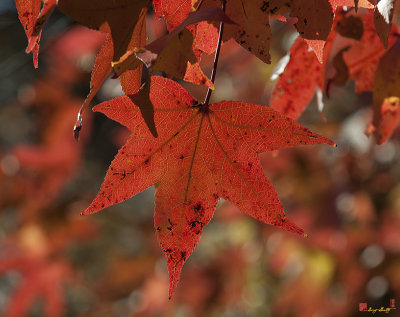 Fall Sweetgum Leaves (Liquidambar styraciflua) (DF002)