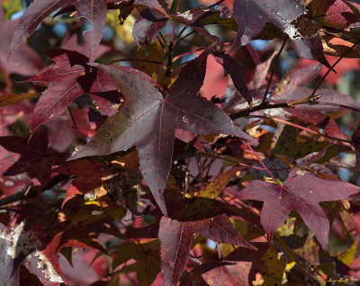 Fall Sweetgum Leaves (Liquidambar styraciflua) (DF003)
