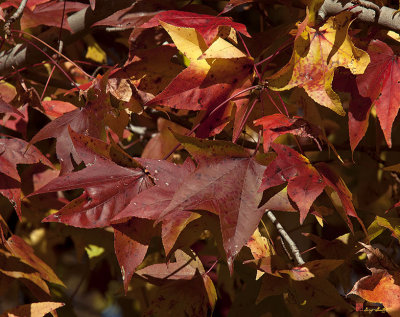 Fall Sweetgum Leaves (Liquidambar styraciflua,) (DF004)