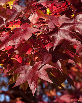 Fall Sweetgum Leaves (Liquidambar styraciflua) (DF005)