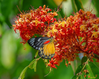 Red-spot Jezebel Butterfly (Delias descombesi) (DTHN0235)