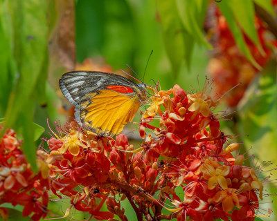 Red-spot Jezebel Butterfly (Delias descombesi) (DTHN0236)