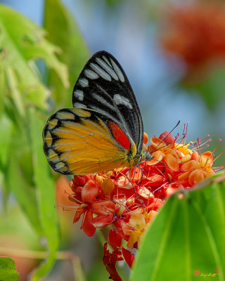 Red-spot Jezebel Butterfly (Delias descombesi) (DTHN0237)