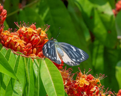 Red-spot Jezebel Butterfly (Delias descombesi) (DTHN0238)