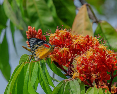 Red-spot Jezebel Butterfly (Delias descombesi) (DTHN0239)