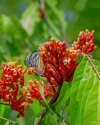 Painted Jezebel Butterfly (Delias hyparete indica) (DTHN0241)