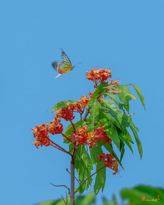 Painted Jezebel Butterfly (Delias hyparete indica) (DTHN0242)