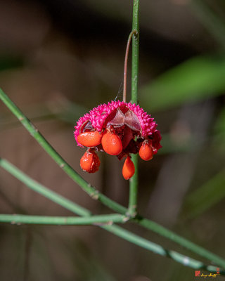 American Strawberry Bush or Bursting-Heart (Euonymus americanus) (DFL0925)