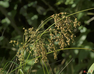 Marsh Bulrush or Cottongrass Bulrush (Scirpus cyperinus) (DSMF0113)