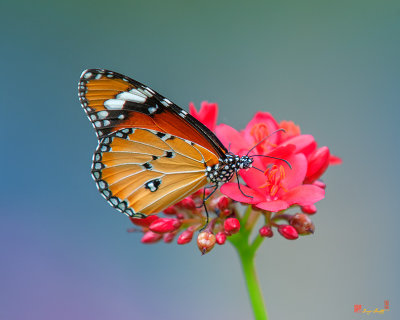 Plain Tiger or African Monarch Butterfly (Danaus chrysippus) (DTHN0246)