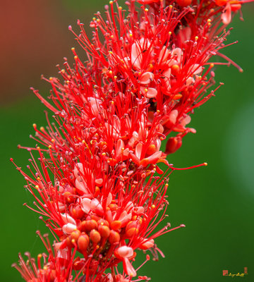 Monkey-flower Tree or Fire of Pakistan (Barnebydendron riedelii) (DTHN0252)