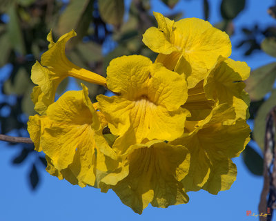 Golden Trumpet Tree (Handroanthus chrysotrichus) (DTHN0210)