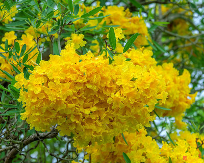 Golden Tree, Golden Trumpet Tree or Tallow Pui  (Tabebuia chrysantha) (DTHN0254)
