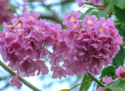 Pink Trumpet Tree, Rosy Trumpet Tree or Pink Poui  (Tabebuia rosea) (DTHN0260)