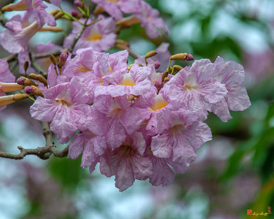 Pink Trumpet Tree, Rosy Trumpet Tree or Pink Poui  (Tabebuia rosea) (DTHN0261)