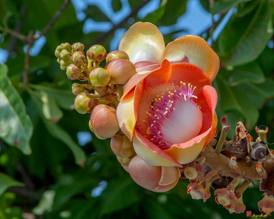 Sara Tree or Cannonball Tree Flower and Buds (DTHN0264)