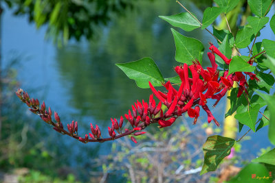 Indian Coral Tree, Bidwell's Coral Tree or Cry Baby Tree