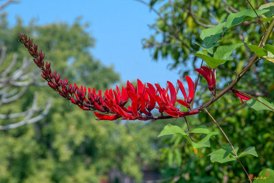 Indian Coral Tree (Erythrina × bidwillii) (DTHN0266)