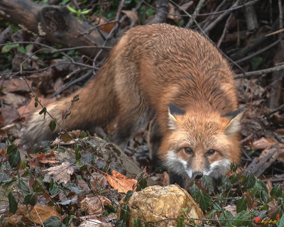 Red Fox (Vulpes vulpes) (DMAM0050)