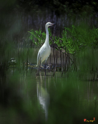 Reddish Egret (9C)