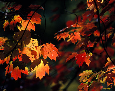 Water Maple Leaves (8B)