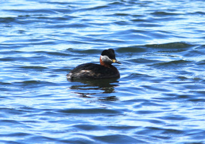 Gråhakedopping Podiceps grisegena Sweden