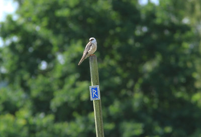 Aftonfalk Falco vespertinus Krankesjön Sweden