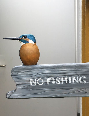 Kungsfiskare, Common Kingfisher 2017