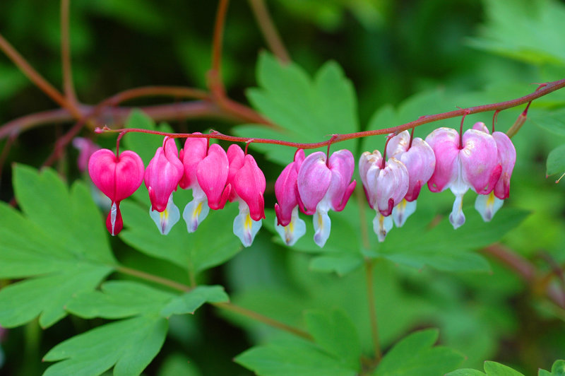 Bleeding Hearts 