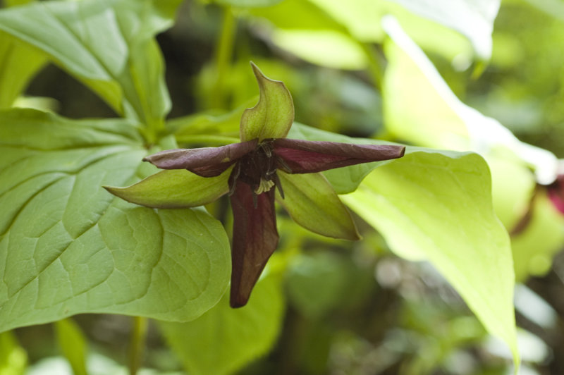 Purple Trillium 